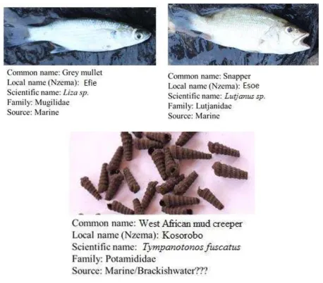 Figure 5: Additional fishery resources harvested from the Ankobra Estuary 