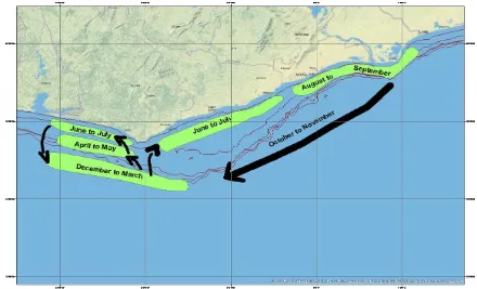Figure 3 Representation of the migration route of Sardinella aurita in Ghana Flat Sardinella (Sardinella maderensis) 