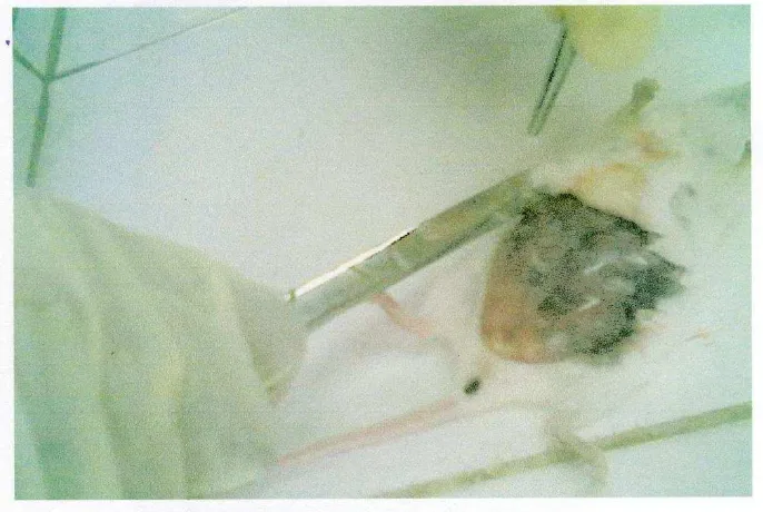 Gambar 3.2. Mencit (Mus musculus) pada hari ke 19 dibedah untuk mendapatkan pengamatan berat fetus, berat plasenta, jumlah fetus, panjang fetus   
