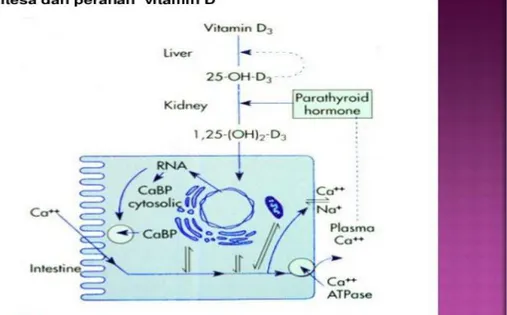 Gambar 2.   Peran Vitamin D dalam Absorbsi Kalsium  Pengaruh  hormon  dihidroksikolekalsiferol 