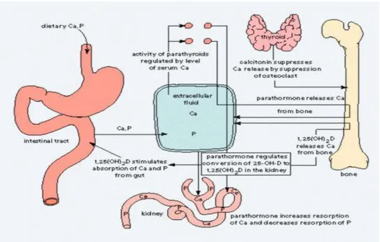 Gambar 4. Metabolisme kalsium  Metabolisme  Kalsium  dalam    Pembentukan 