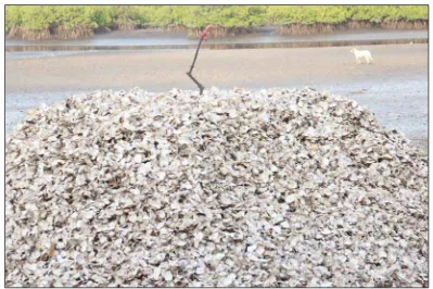 Figure 5 Oyster shells are “banked” by each harvester and sold for uses such as paving  material and processing into lime