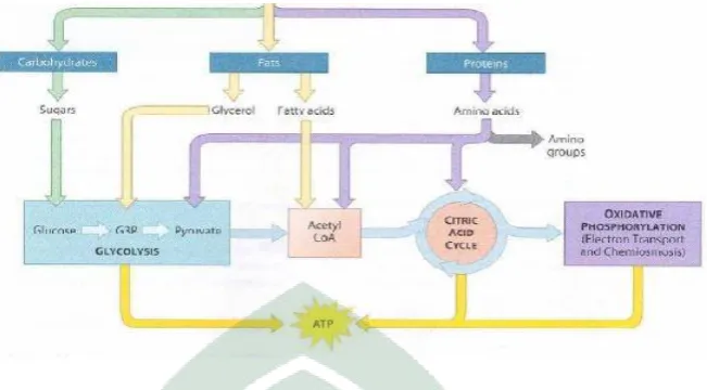 Gambar 2.2 Energi dalam metabolisme aerobik (Jeukendrup, 2004 