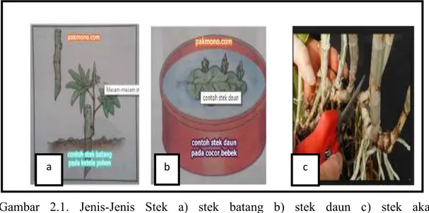 Gambar  2.1.  Jenis-Jenis  Stek  a)  stek  batang  b)  stek  daun  c)  stek  akar             (Pakmono, 2018)