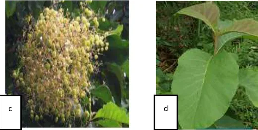 Gambar  2.2.  Morfologi  jati  (Tectona  grandis)  a)  batang  b)  akar  c)  bunga  d)  daun(Irwanto, 2006)
