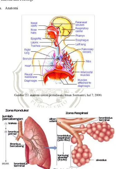 Gambar 2.1 anatomi sistem pernafasan (Irman Soemantri, hal 7; 2008) 