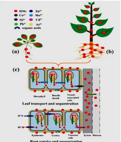 Gambar 1.  Skema penyerapan  logam berat pada tanaman  herba/rumputan (a) dan  pada  kayu (b) serta proses akumulasi logam berat melalui akar dan tajuk tanaman  (c)