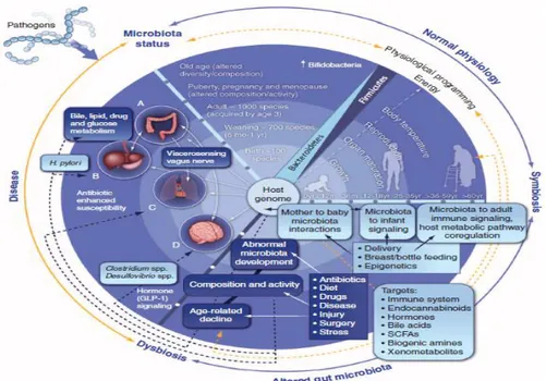 Gambar  1.  Mikrobiota  usus  dalam  perkembangan  dan  penyakit.  Pengaruh  dari  mikrobiota  usus  terhadap  kesehatan  manusia  adalah  berkelanjutan  dari  lahir  hingga  dewasa