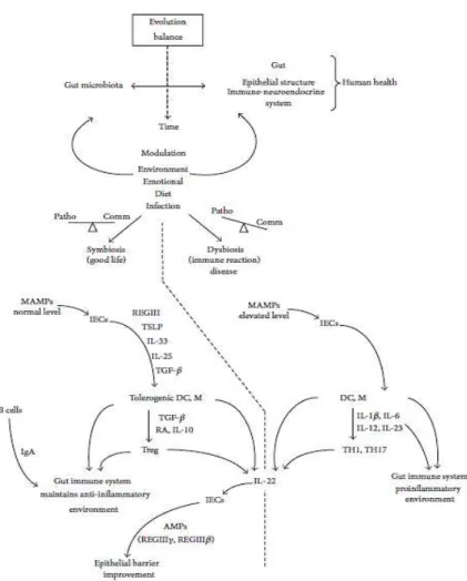 Gambar  3.  Interaksi  fungsional  antara  mikrobiota  dan  sistem  kekebalan  usus.  Keseimbangan  evolusi dipengaruhi oleh tekanan lingkungan (Maranduba et al., 2014) 
