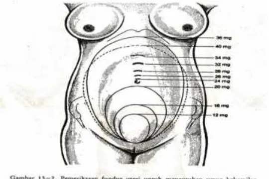Gambar 1. Pemeriksaan fundus uteri untuk menentukan umur Kehamilan.Sumber : (Buku Ilmu kebidanan, Prawirohardjo