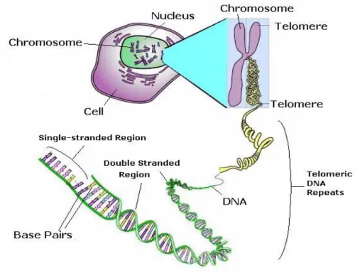 Gambar 3. Struktur telomere
