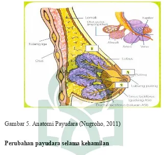 Gambar 5. Anatomi Payudara (Nugroho, 2011) 
