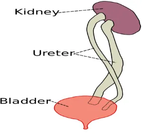 Gambar 2.7 Ureter 