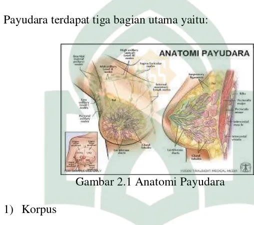 Gambar 2.1 Anatomi Payudara 