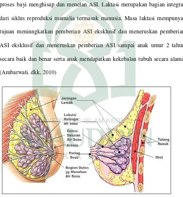 Gambar 2.1  Anatomi Payudara 