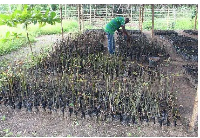 Figure 9 Mangrove nursery establishment and  reforestation site at Ankobra 