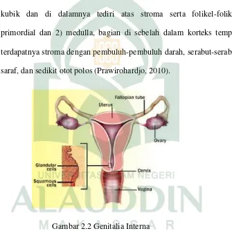 Gambar 2.2 Genitalia Interna 