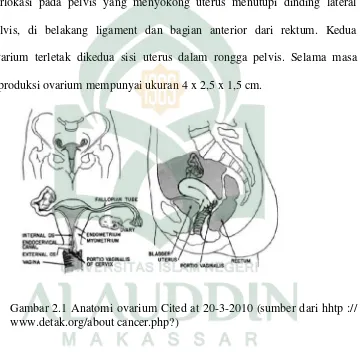 Gambar 2.1 Anatomi ovarium Cited at 20-3-2010 (sumber dari hhtp :// 