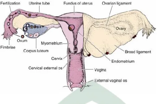 Gambar 2.2 Alat reproduksi wanita ( sumber dari : Junqueira LC, et al, 