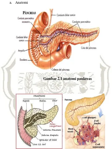 Gambar 2.1 anatomi pankreas 