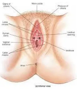 Gambar  2. 1. Sistem  reproduksi wanita (Genitalia eksterna) 