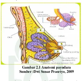 Gambar 2.1 Anatomi payudara 