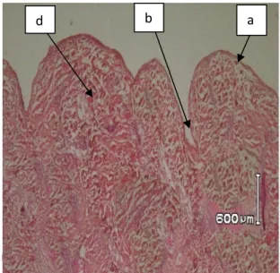 Gambar 4.  Fotomikrograf penampang melintang kulit domba proses unhairing menggunakan enzim  protease gabungan antara Aspergillus sp