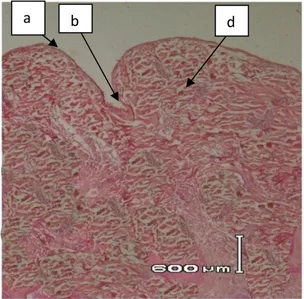 Gambar 5.  Fotomikrograf penampang melintang kulit domba proses unhairing menggunakan enzim  protease Rhizopus sp