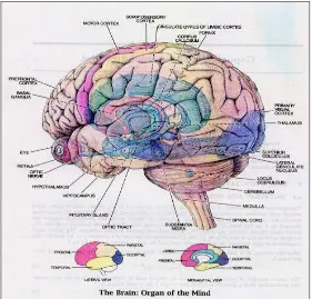 Gambar 1. Daerah otak yang berperan dalam proses belajar dan memori Dikutip dari: The Brain: Organ of mind
