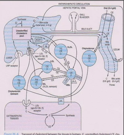 Gambar 4. Jalur transpor lipid 