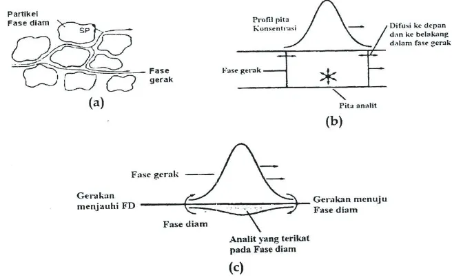 Gambar 11. Keadaan simetris dan pelebaran puncak kromatogram (Gandjar dan Rohman,2007)