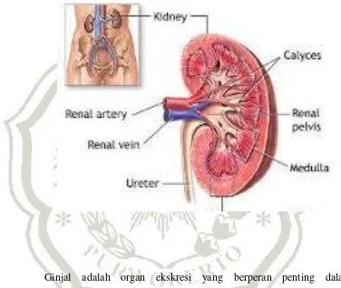 Gambar 2.1 Anatomi Ginjal  