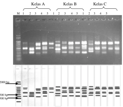 Gambar 5  Hasil proses PCR-RAPD menggunakan primer OPO-13 pada palahlar. 