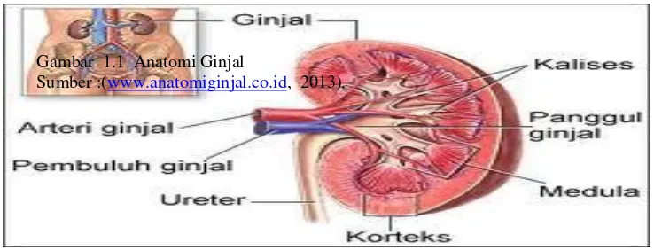Gambar  1.1  Anatomi Ginjal 