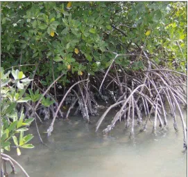 Figure 1.  West African mangrove oysters roots of the Atlantic red mangrove, Crassostrea tulipa setting intertidally on the prop Rhizophora racemosa