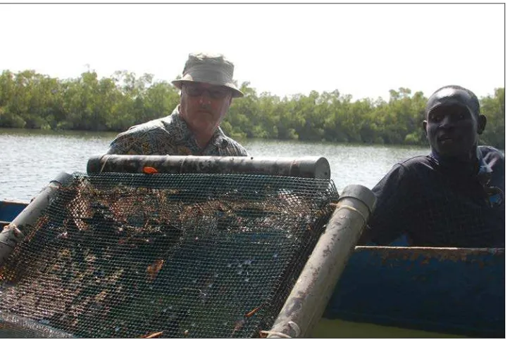 Figure 3.  The modified Taylor float oyster culture basket deployed in the estuary system close to In this Gambian variant of the float basket, 8mm mesh vinyl-coated wire is used to replace the plastic mesh (Vexar®) traditionally used in North America