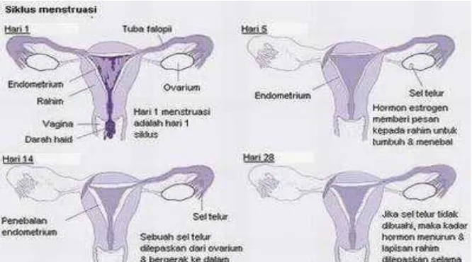 Gambar 2.2 Sistem alat reproduksi wanita