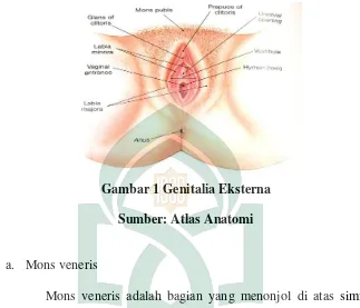 Gambar 1 Genitalia Eksterna 