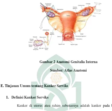Gambar 2 Anatomi Genitalia Interna 