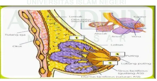 Gambar  1. anatomi payudara