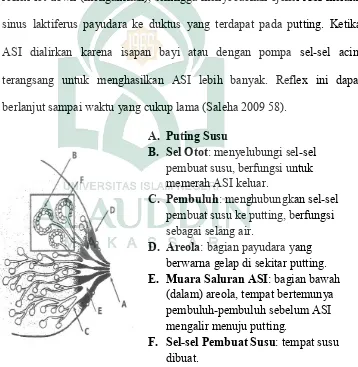 Gambar 2. Anatomi Payudara 1 