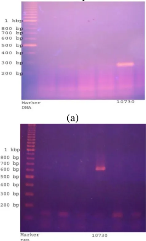 Gambar 1.Hasil elektroforesis produk  PCR sampel 10730 
