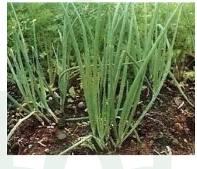 Gambar 2. Gambar umbi bawang merah (Allium cepa L.) 