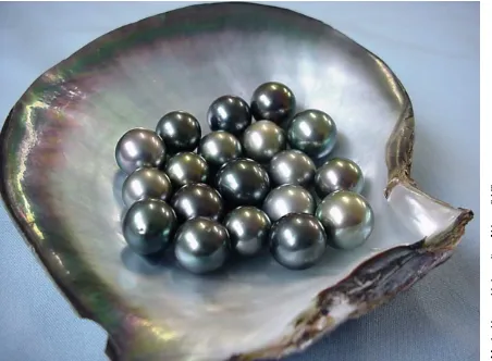 Figure 3. Round pearls resting on a polished pearl shell.  The shiny, interior lining of the shell is called “nacre” and is what covers a pearl