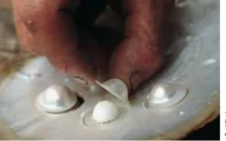 Figure 1. The nacre dome deposited by the pearl oyster is lifted off to reveal the shell nucleus that was glued inside the gold-lip pearl shell 6-12 months earlier