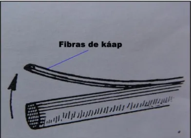 Fig. 26. Kaap masetai. 