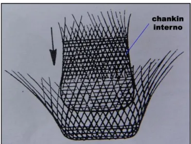 Fig. 32.Chikich chankinnium enkekar iamu. 