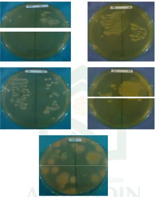 Gambar 3. Foto hasil pengujian skrining antimikroba ekstrak etanol daun turi(Sesbania  grandiflora L.)