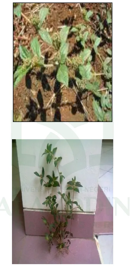 Gambar 2. Tanaman patikan kebo (Euphorbia hirta Linn) 