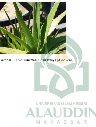 Gambar 1. Foto Tanaman Lidah Buaya (Aloe vera) 
